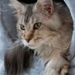 bella