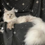 kater-huggy500x400